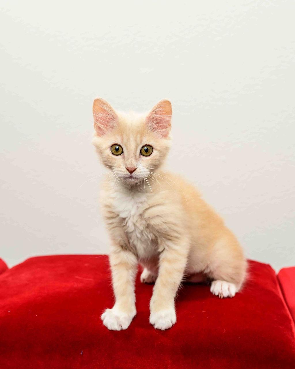 Waterloo (Loo) - In Foster Undergoing FIP Treatment, a Adoptable Manx in Jefferson, LA image 3/6