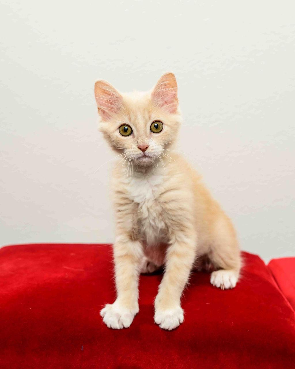 Waterloo (Loo) - In Foster Undergoing FIP Treatment, a Adoptable Manx in Jefferson, LA image 1/6