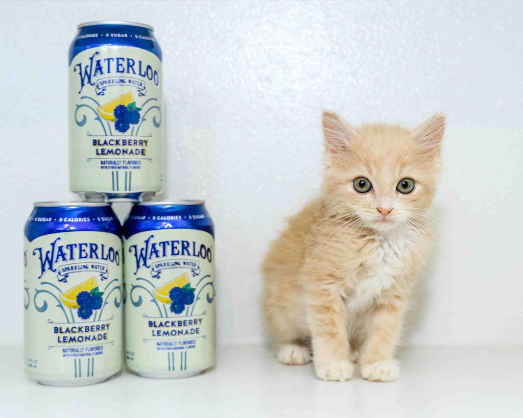 Waterloo (Loo) - In Foster Undergoing FIP Treatment, a Adoptable Manx in Jefferson, LA image 6/6