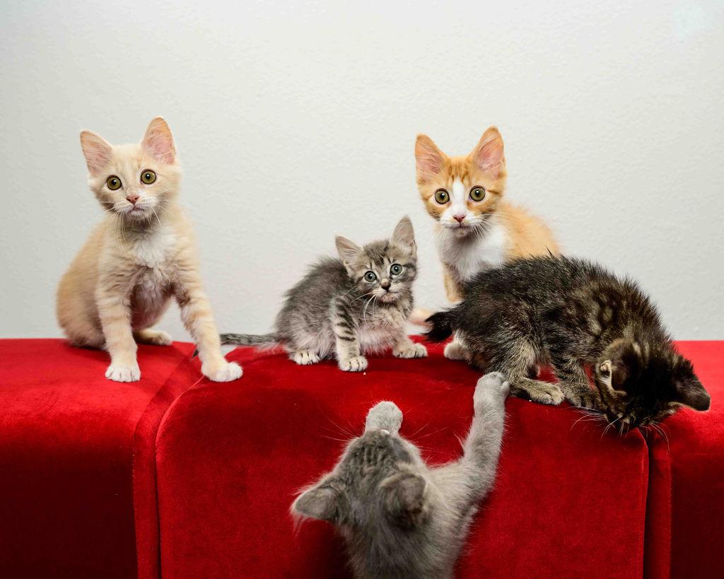 Waterloo (Loo) - In Foster Undergoing FIP Treatment, a Adoptable Manx in Jefferson, LA image 5/6