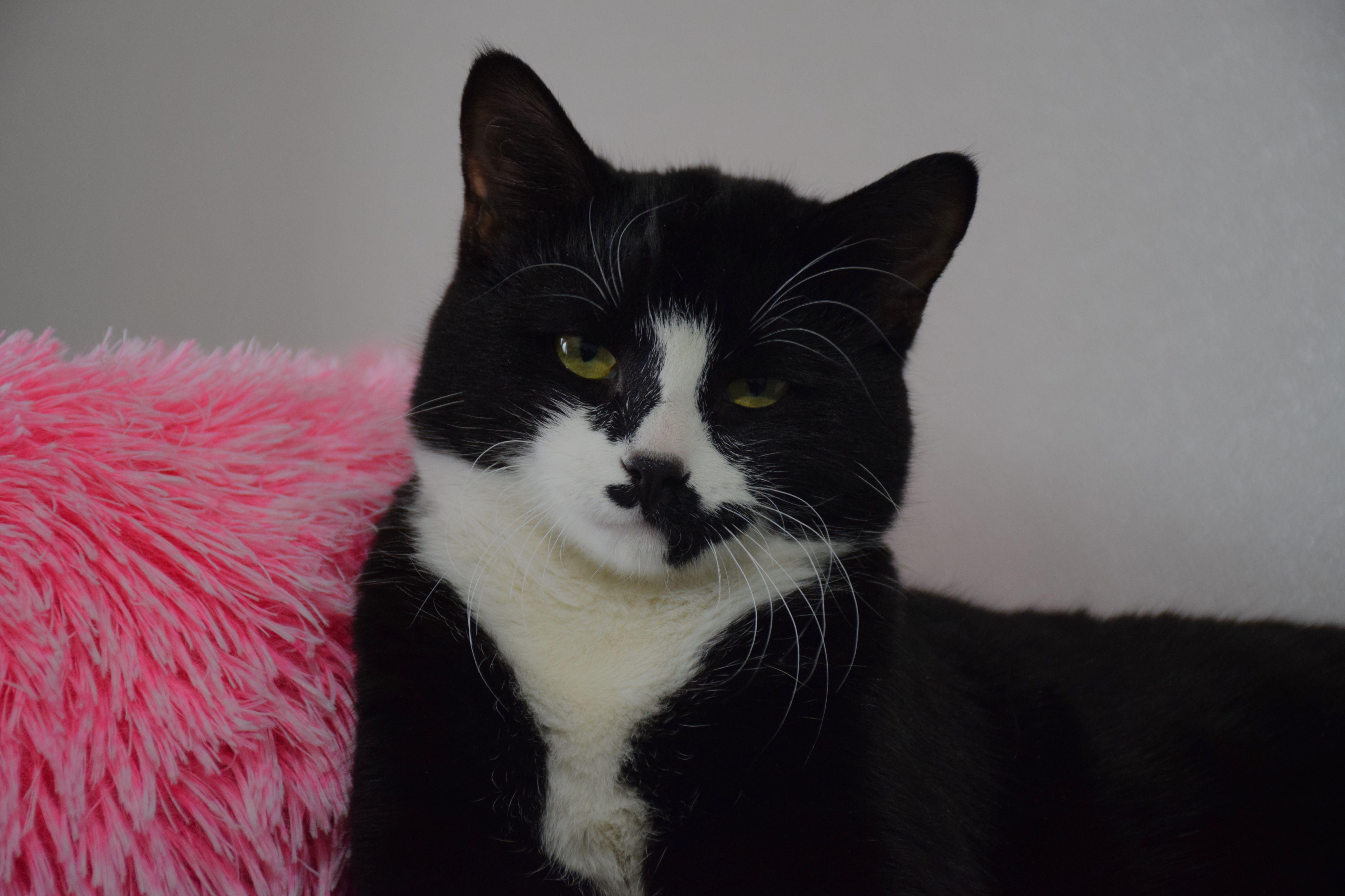 Enlarge Pickles, a ADOPTABLE Domestic Short Hair in Claresholm, AB image 1/1