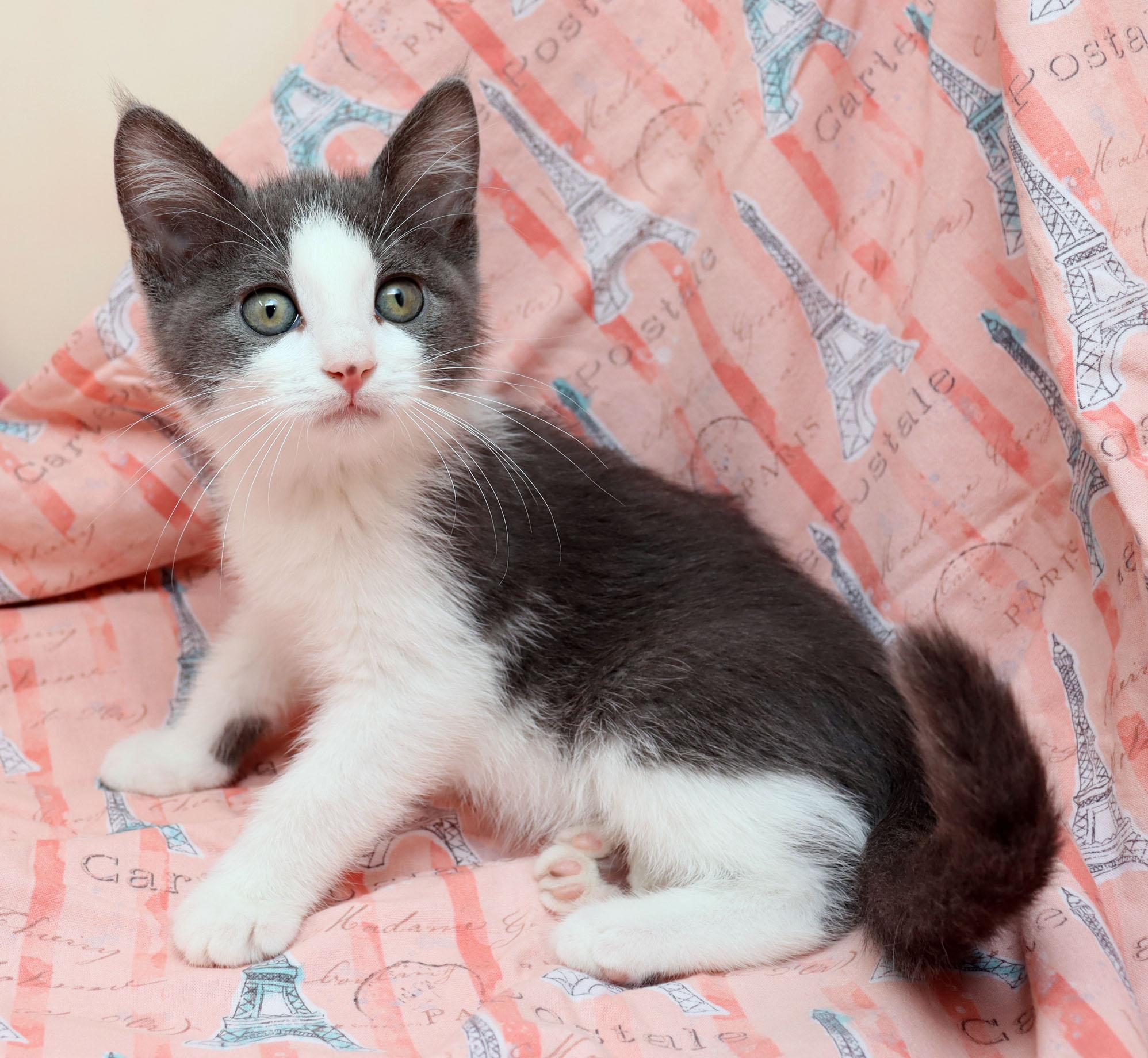 Enlarge Paris, a ADOPTABLE Domestic Short Hair in Tierra Verde, FL image 2/3