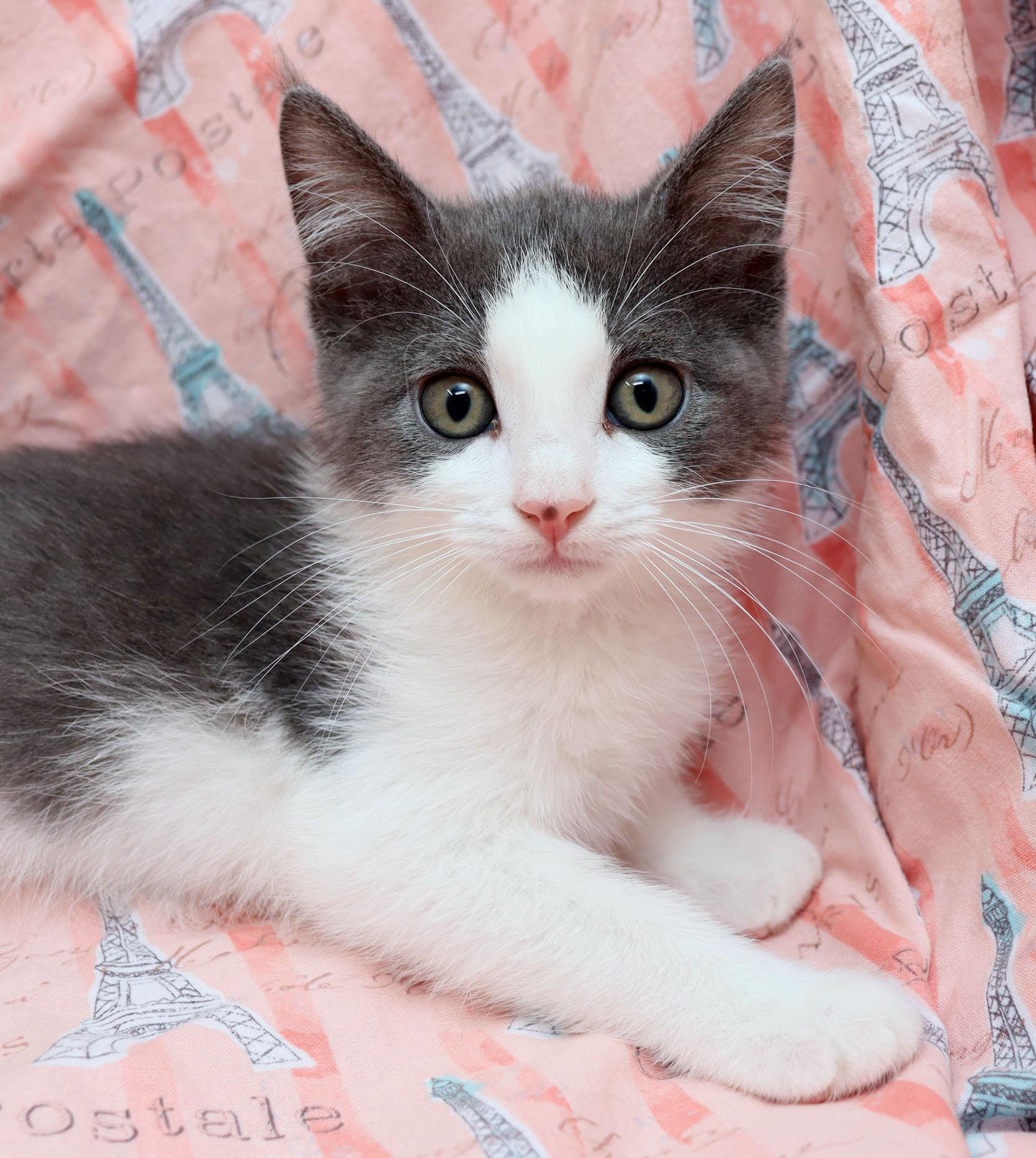 Enlarge Paris, a ADOPTABLE Domestic Short Hair in Tierra Verde, FL image 1/3