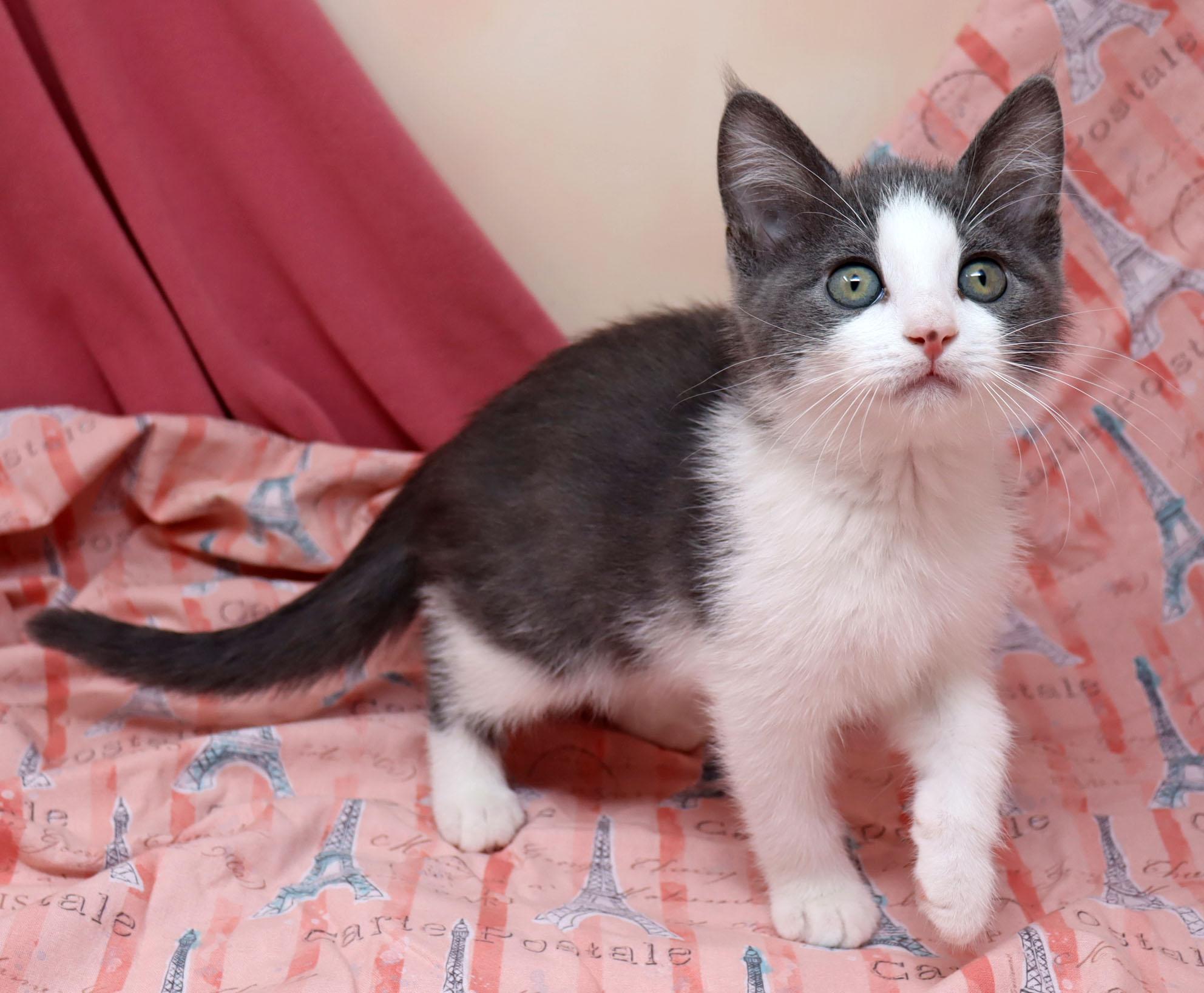 Enlarge Paris, a ADOPTABLE Domestic Short Hair in Tierra Verde, FL image 3/3