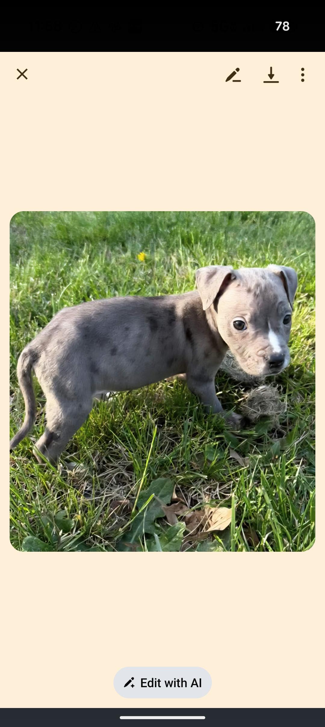 Enlarge PUDDLES , an adopted mixed breed in Browns Mills, NJ image 2/5