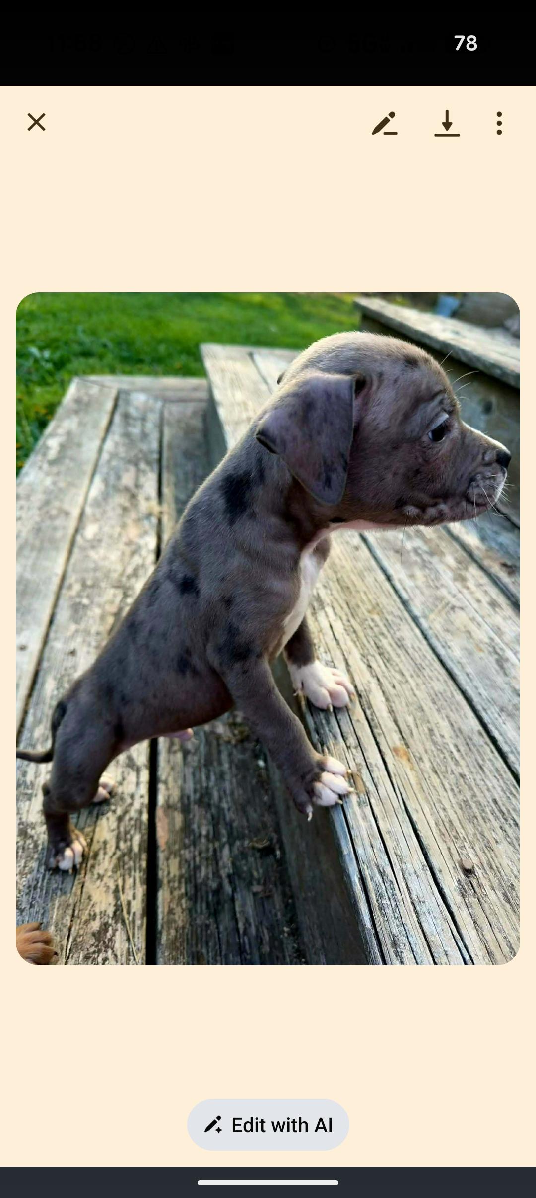 Enlarge PUDDLES , an adopted mixed breed in Browns Mills, NJ image 3/5