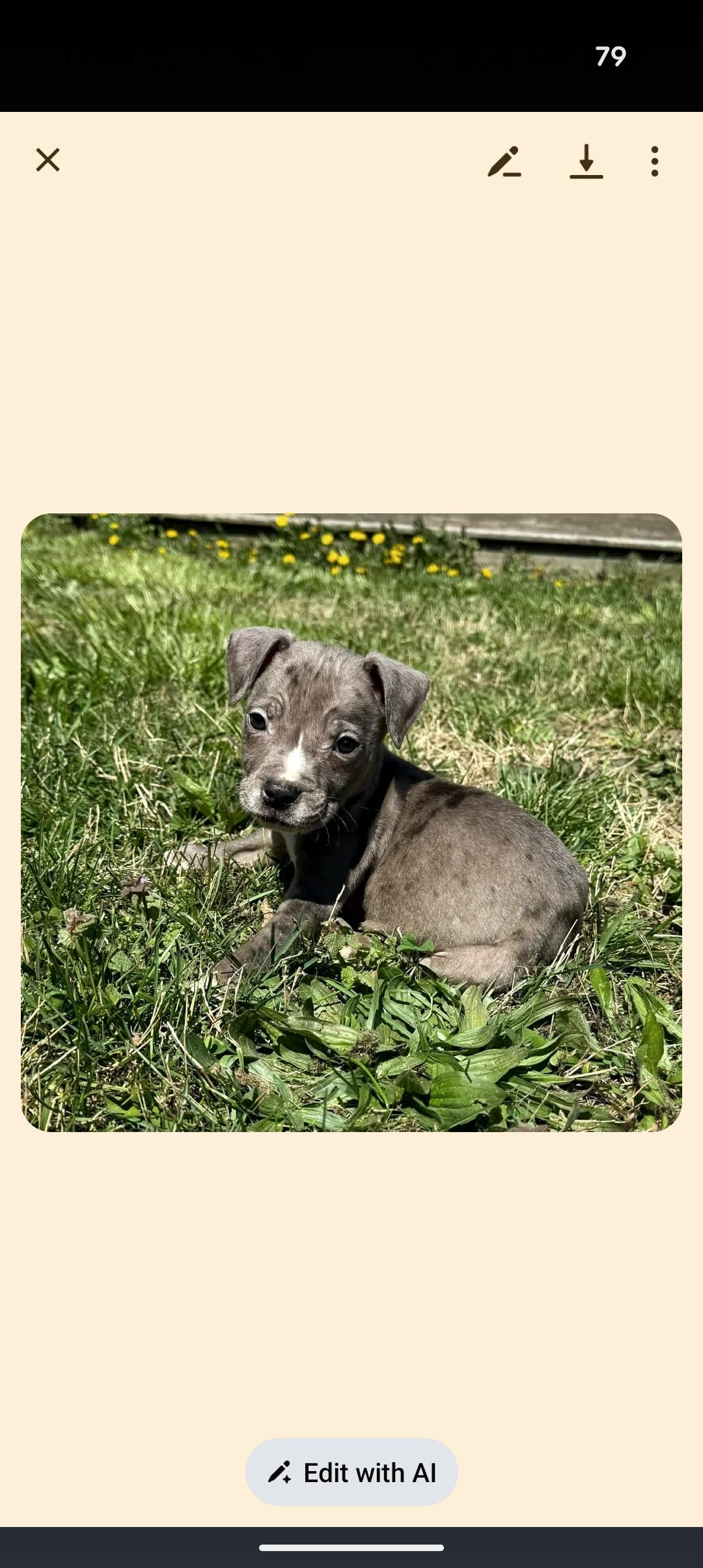 Enlarge PUDDLES , an adopted mixed breed in Browns Mills, NJ image 4/5
