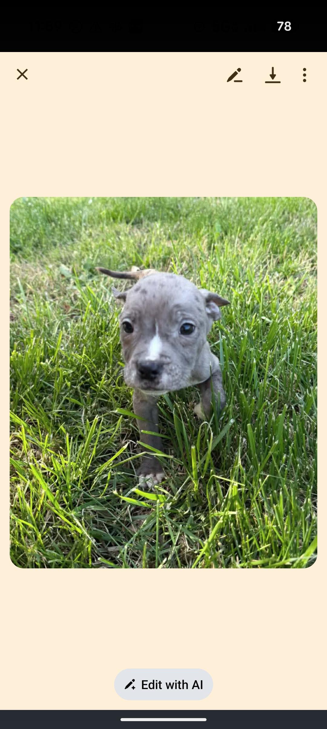 Enlarge PUDDLES , an adopted mixed breed in Browns Mills, NJ image 5/5
