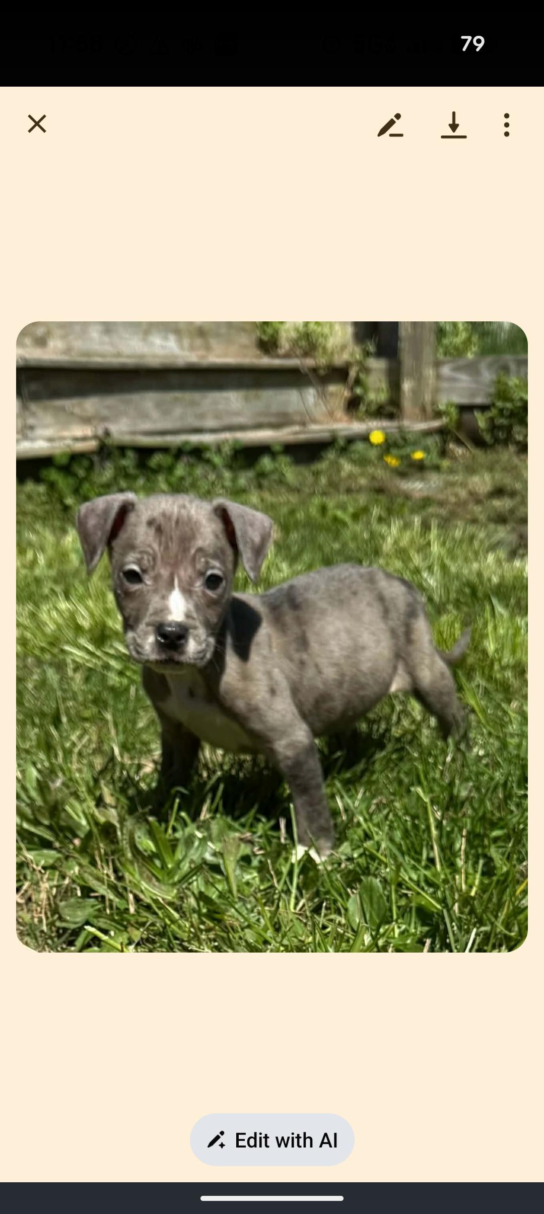 Enlarge PUDDLES , an adopted mixed breed in Browns Mills, NJ image 1/5