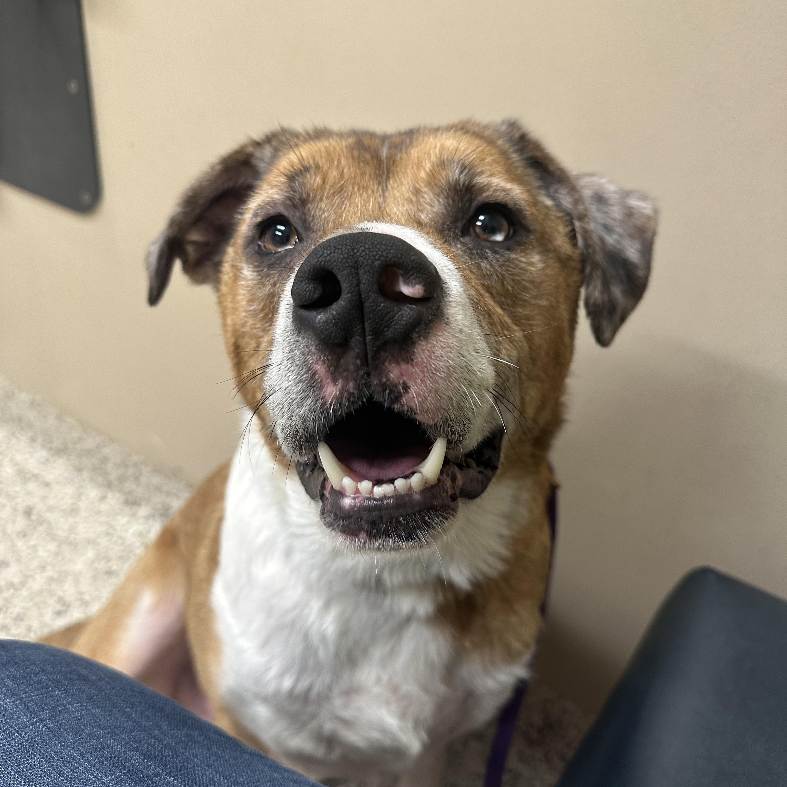 Enlarge Scooby, a Adoptable mixed breed in Indianapolis, IN image 1/4