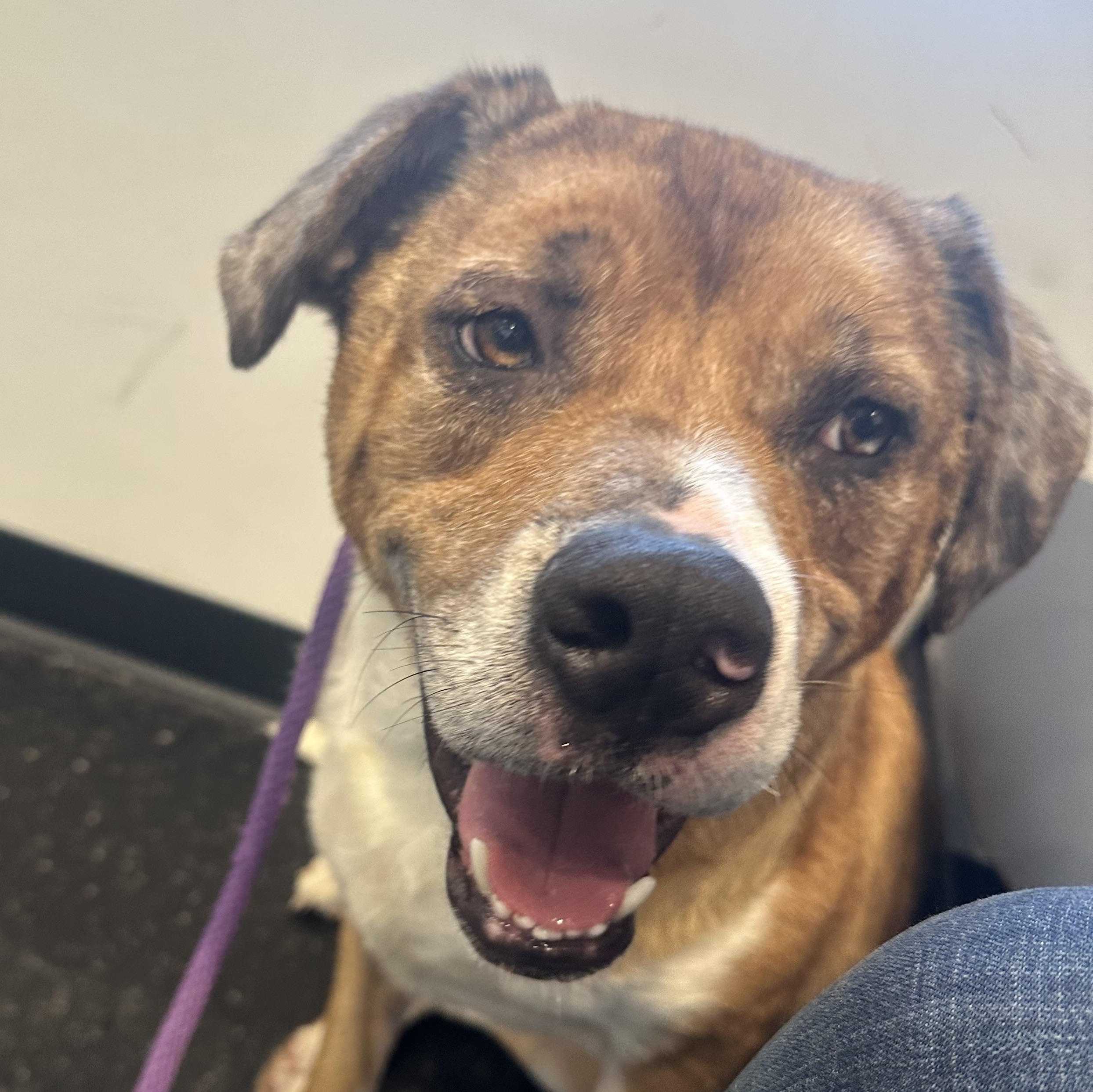 Enlarge Scooby, a Adoptable mixed breed in Indianapolis, IN image 3/4