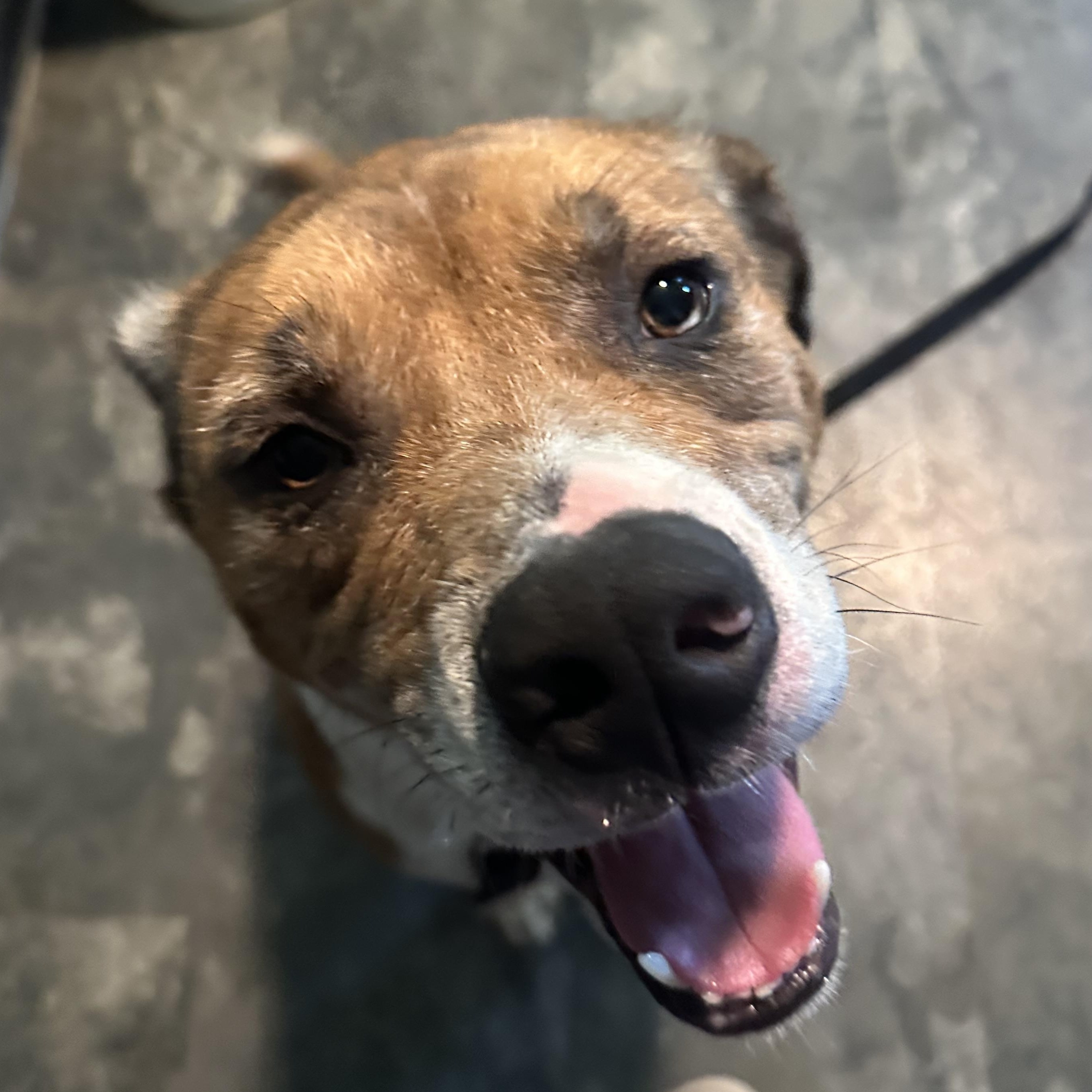 Enlarge Scooby, a Adoptable mixed breed in Indianapolis, IN image 4/4