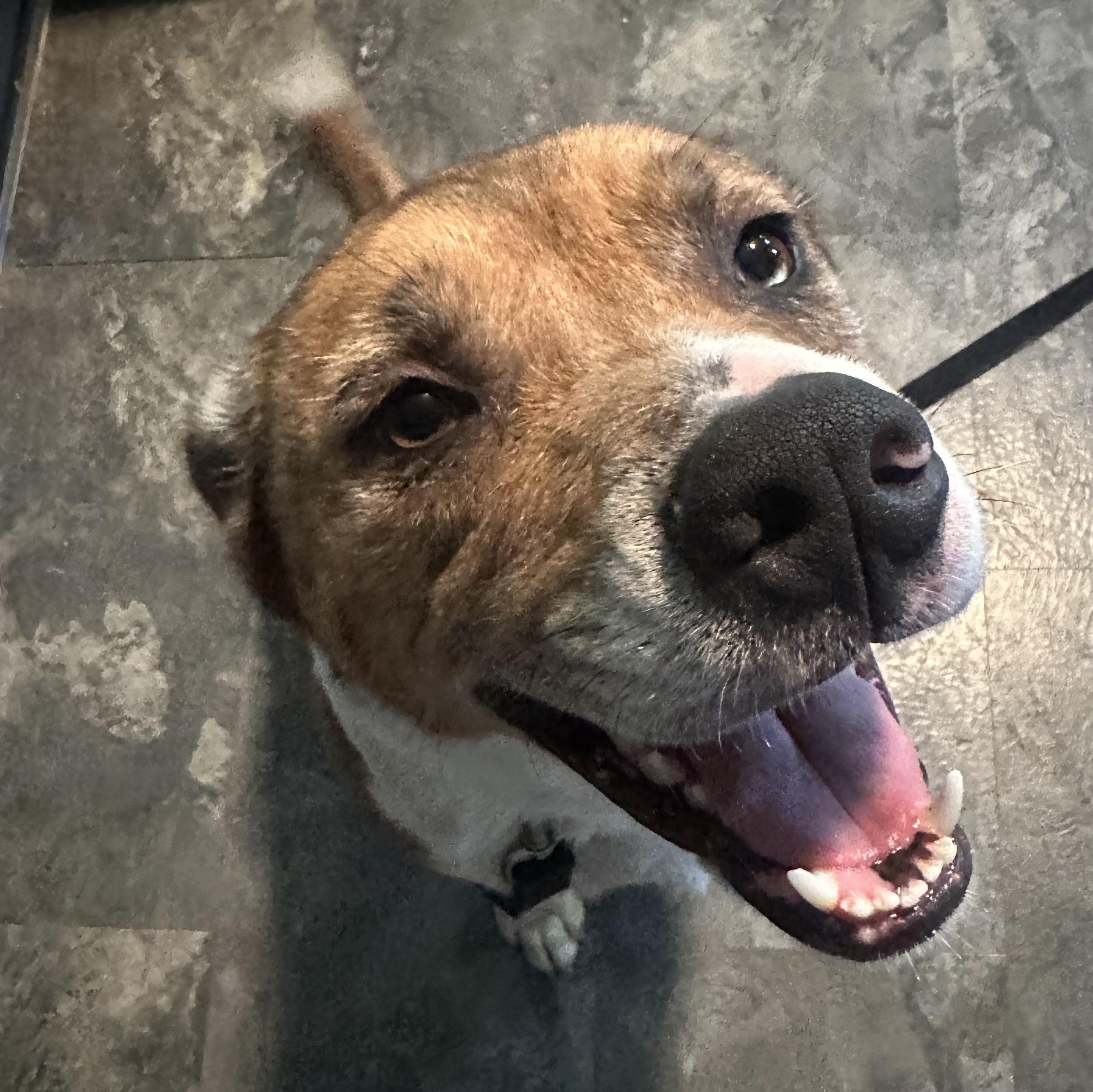 Enlarge Scooby, a Adoptable mixed breed in Indianapolis, IN image 2/4