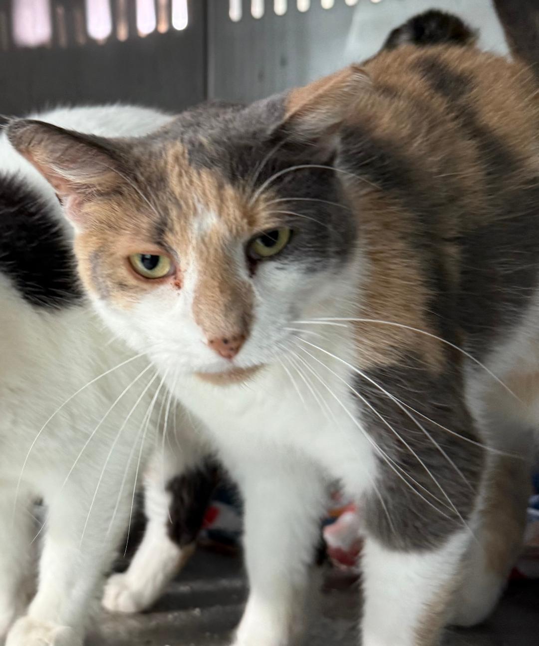 FAUNA, an adoptable Domestic Short Hair in Gresham, WI, 54128 | Photo Image 1