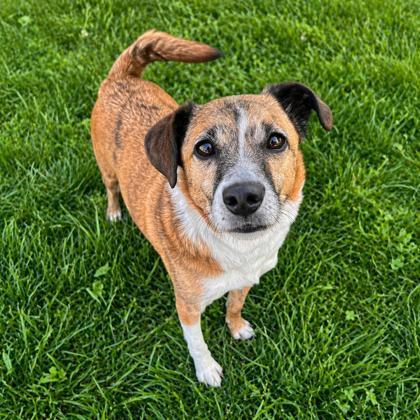 Bark Twain, Adoptable, Adult Male Cardigan Welsh Corgi & Mixed Breed.