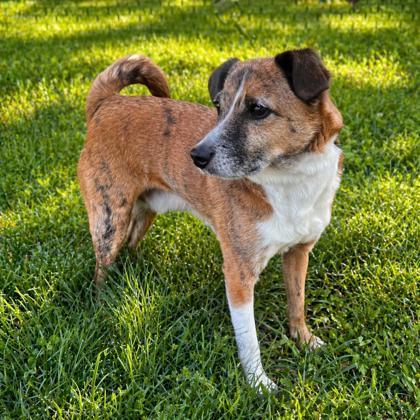 Enlarge Bark Twain, a Adoptable mixed breed in Merriam, KS image 2/2