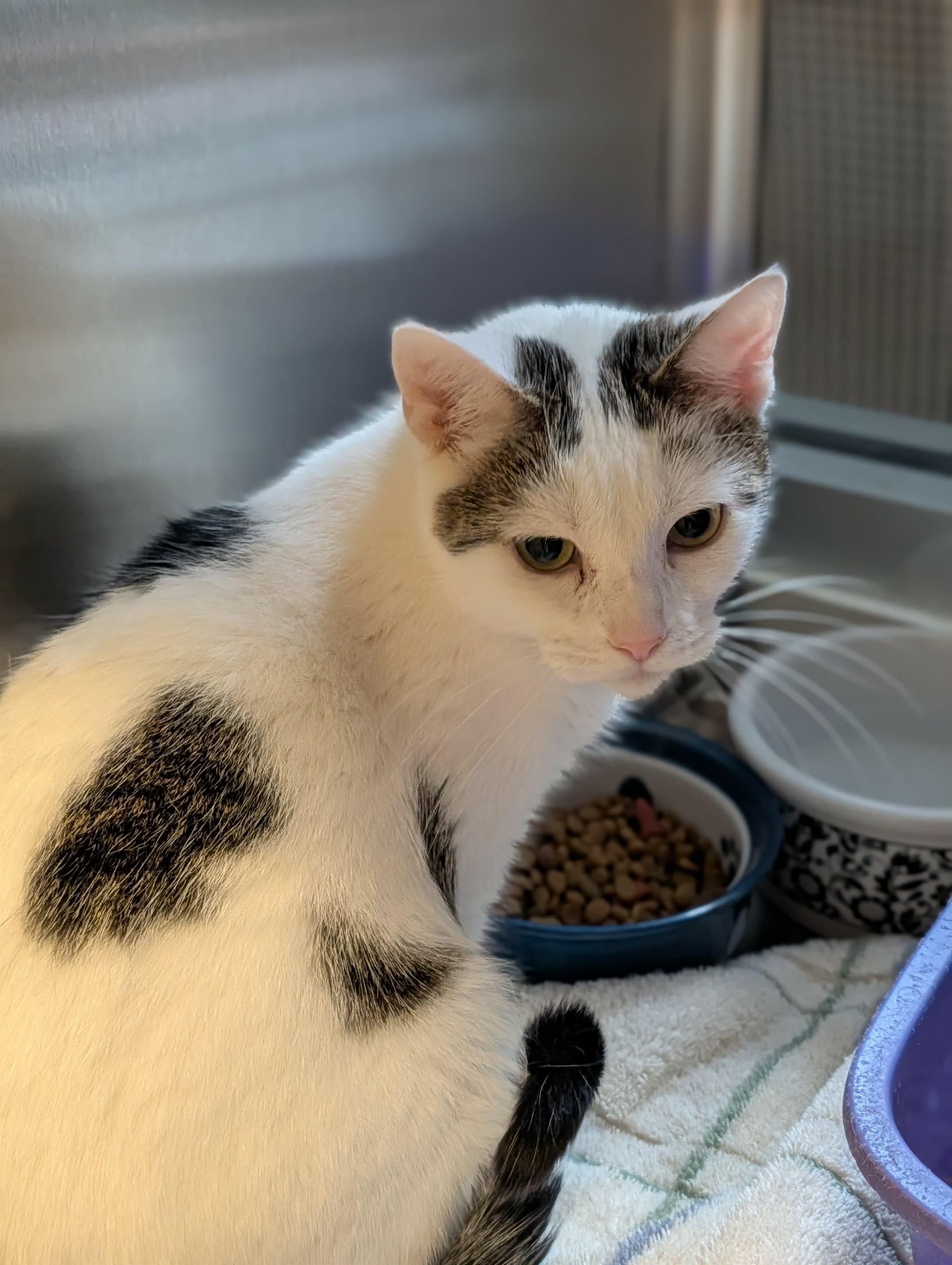 Enlarge Roulette, a Adoptable mixed breed in Chambersburg, PA image 1/1