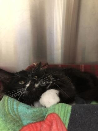 Enlarge Mouse, a Adoptable mixed breed in Hillsboro, OR image 1/3