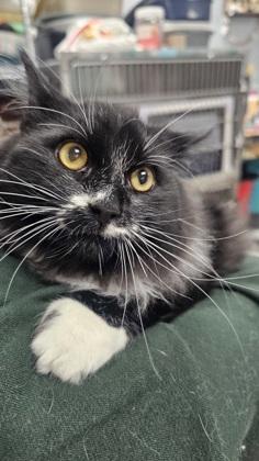 Mouse, Adoptable, Kitten Female Domestic Long Hair & Domestic Short Hair.