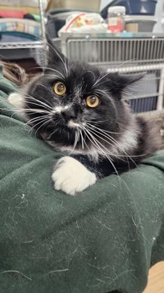 Enlarge Mouse, a Adoptable mixed breed in Hillsboro, OR image 2/3