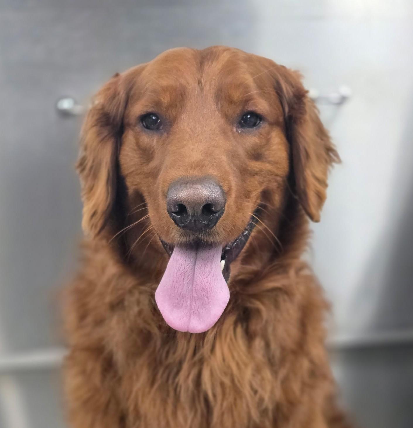 Enlarge Reese, a Adoptable Golden Retriever in Bath, OH image 1/3
