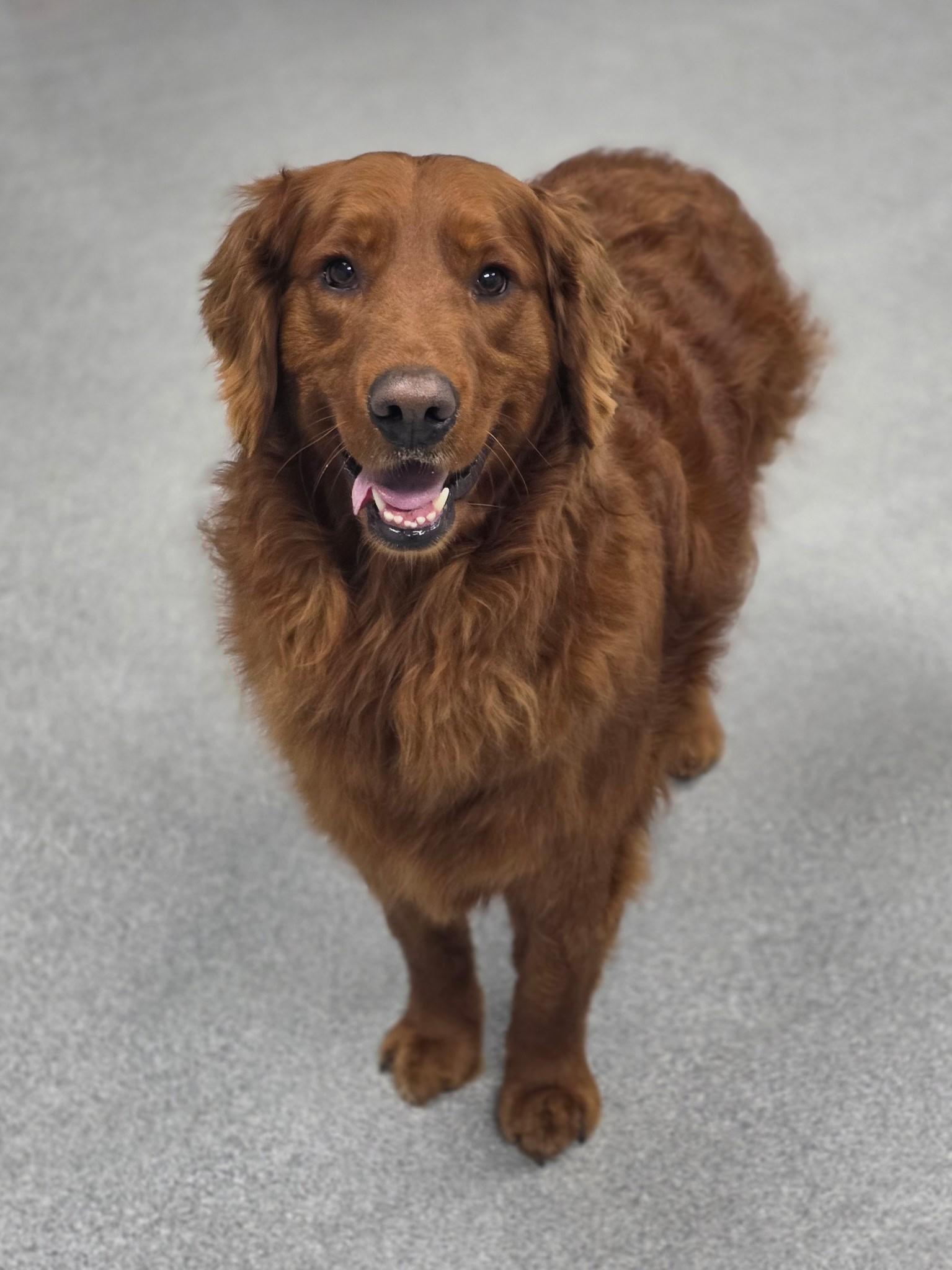 Enlarge Reese, a Adoptable Golden Retriever in Bath, OH image 3/3