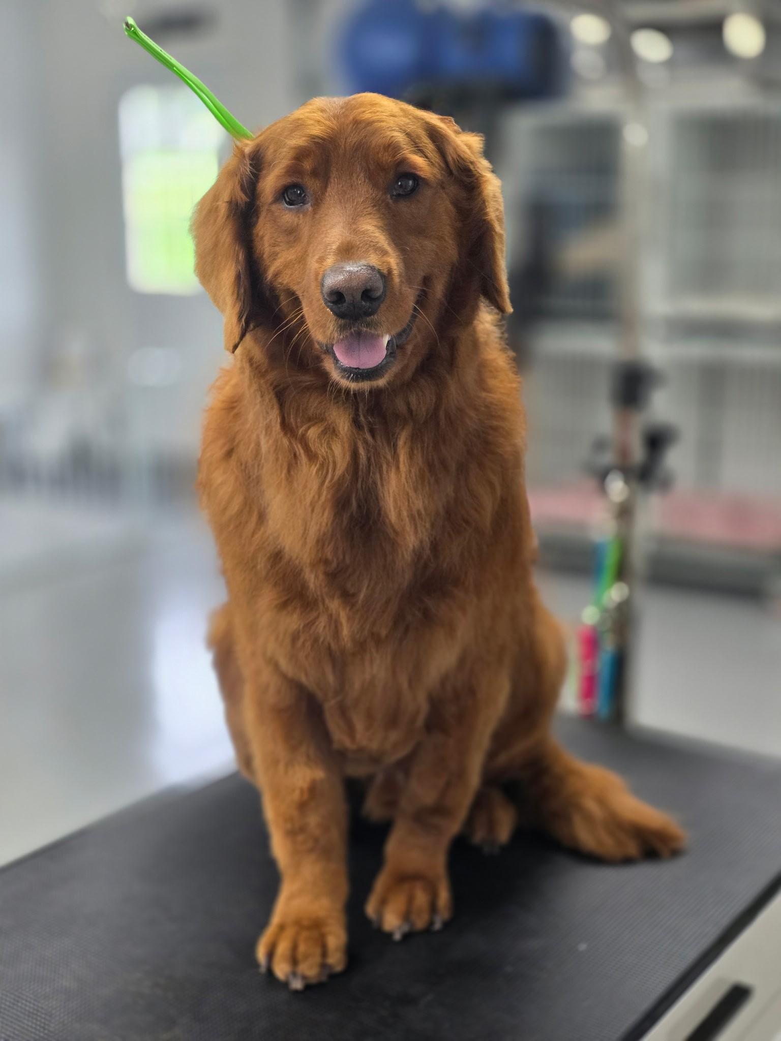 Enlarge Reese, a Adoptable Golden Retriever in Bath, OH image 2/3