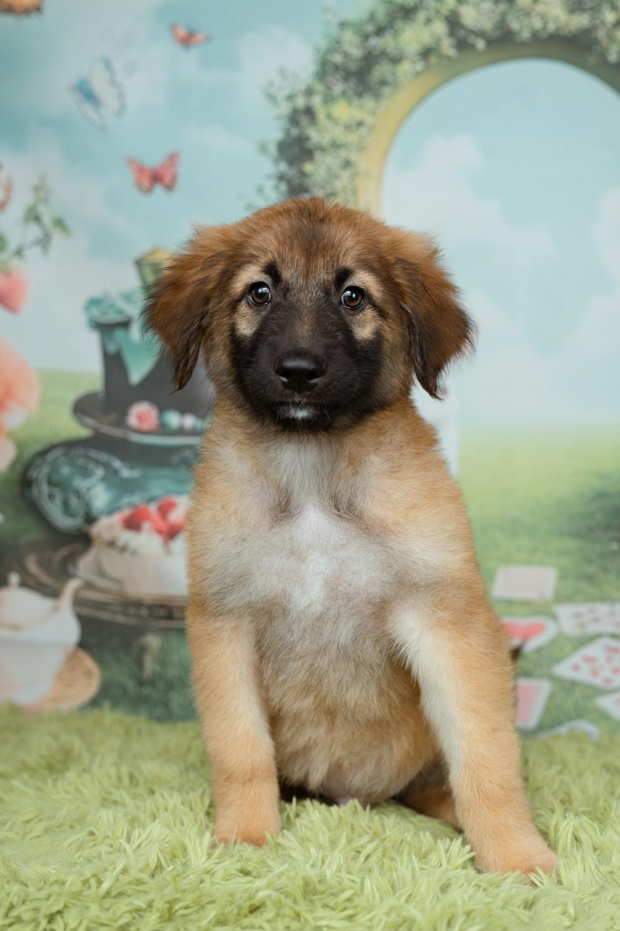 Enlarge Caterpillar, an adopted mixed breed in Avon, CT image 2/3