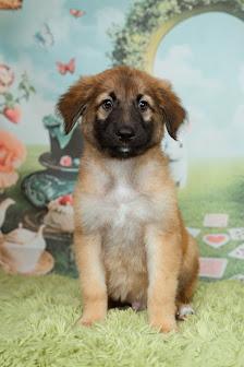 Caterpillar, adopted, Puppy Male Labrador Retriever & Shepherd.