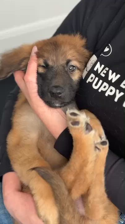 Enlarge Caterpillar, an adopted mixed breed in Avon, CT video 3/3