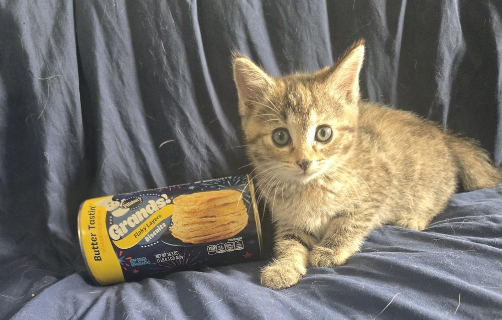 Biscuit, Adoptable, Kitten Female Domestic Short Hair.