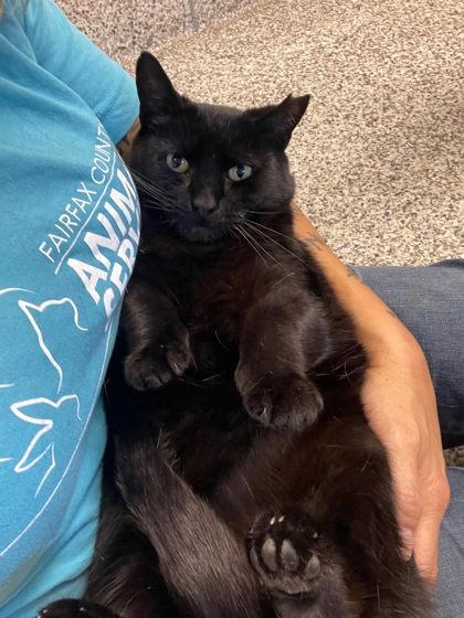 Enlarge Louise, a Adoptable mixed breed in Fairfax, VA image 2/3