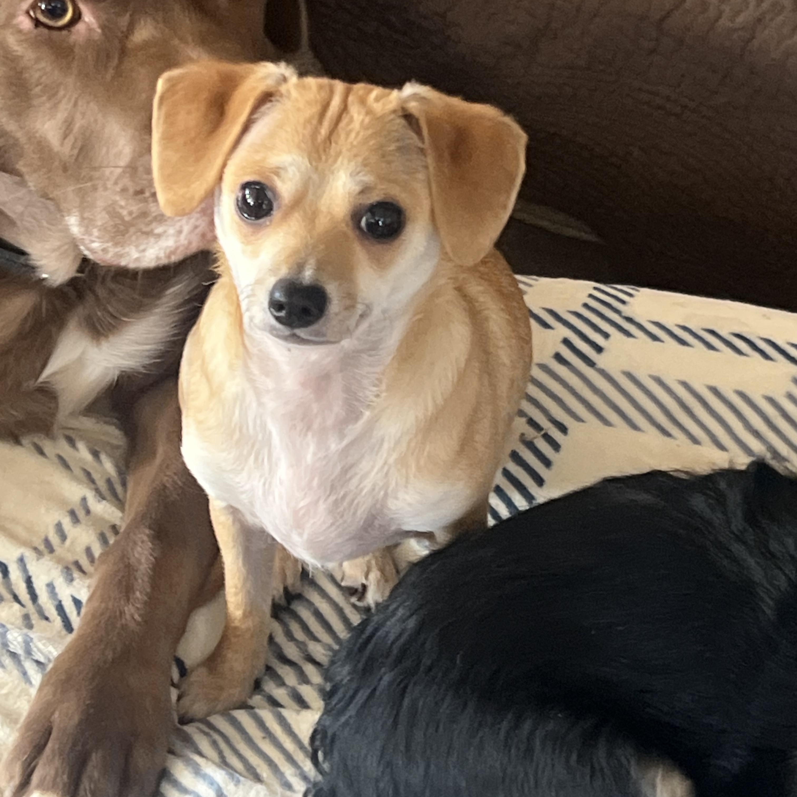 Enlarge Martina ~ Adoption Pending, a ADOPTABLE mixed breed in Medfield, MA image 1/5