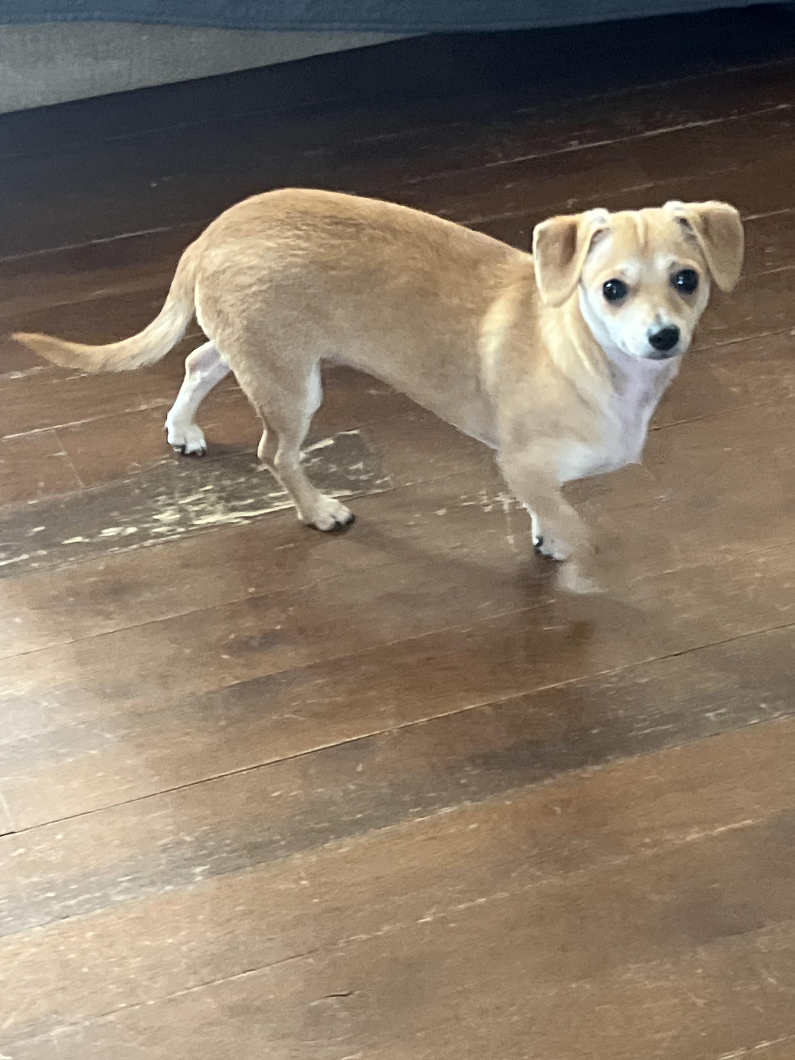 Enlarge Martina ~ Adoption Pending, a ADOPTABLE mixed breed in Medfield, MA image 5/5