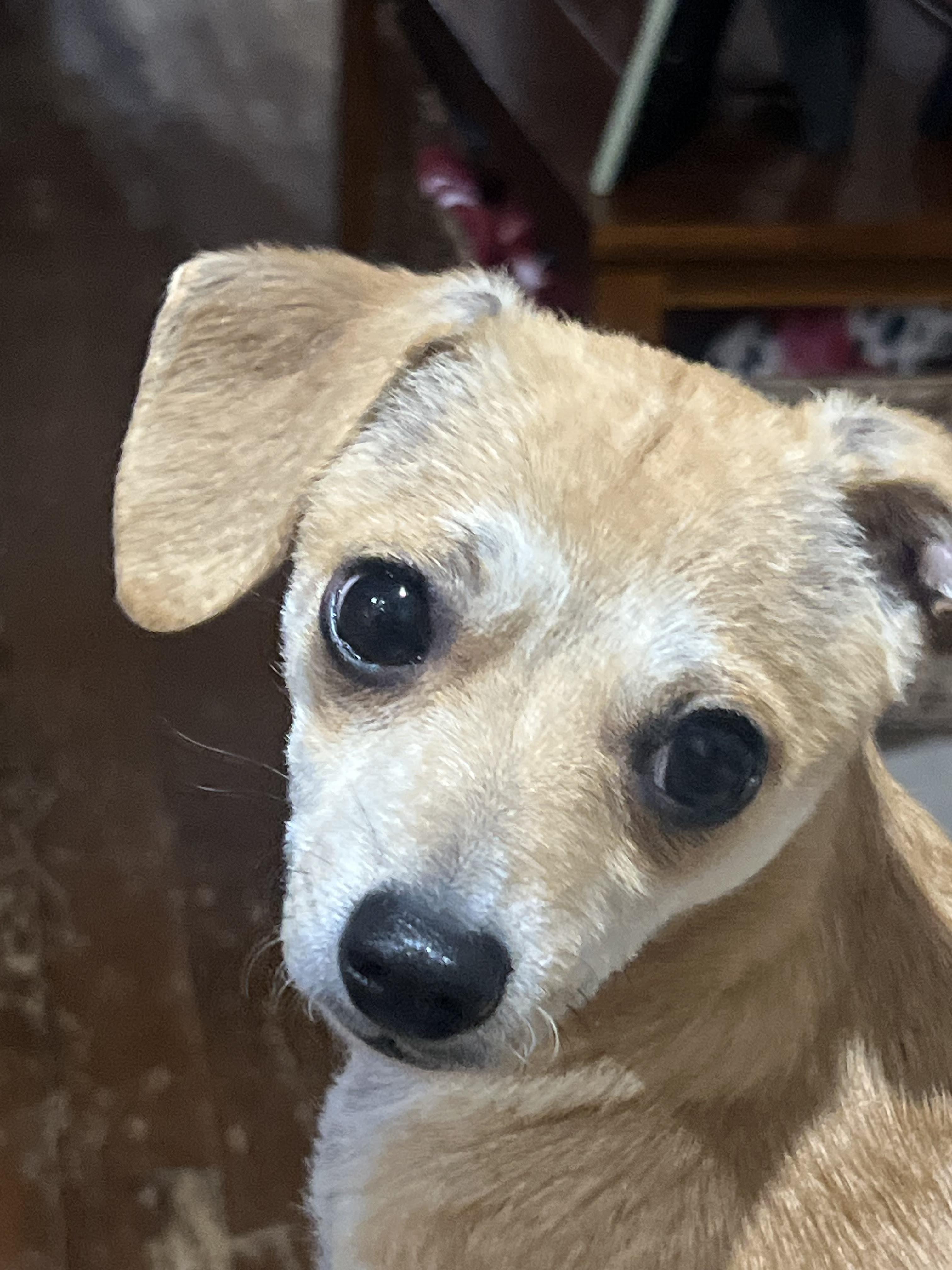 Enlarge Martina ~ Adoption Pending, a ADOPTABLE mixed breed in Medfield, MA image 4/5