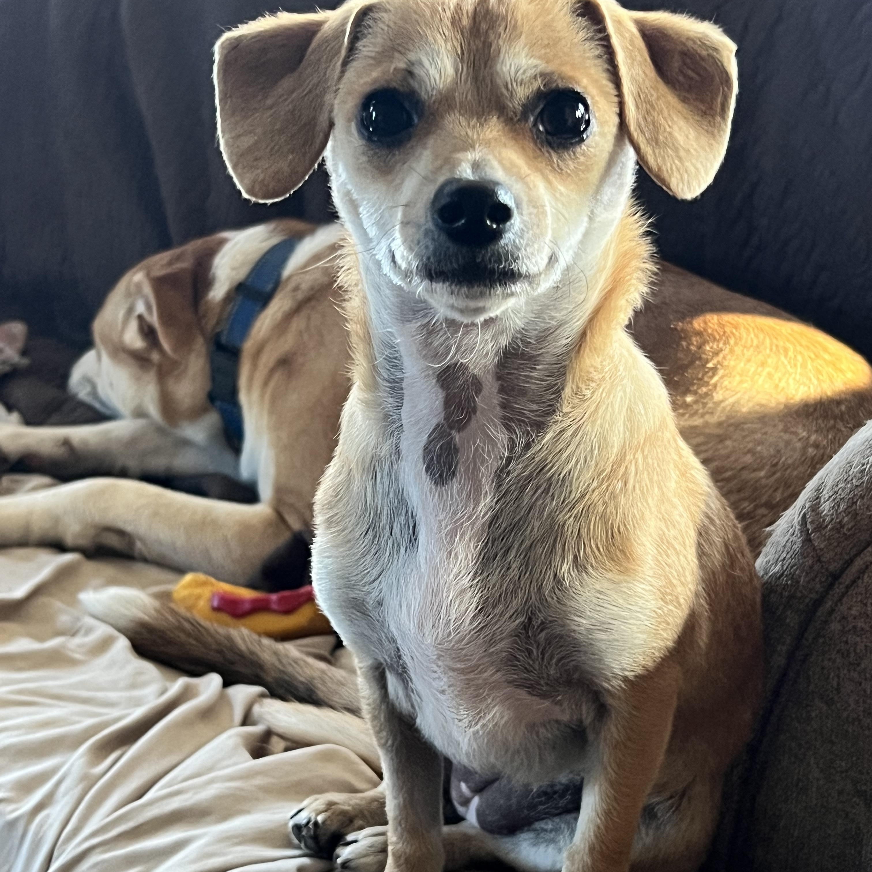 Enlarge Martina ~ Adoption Pending, a ADOPTABLE mixed breed in Medfield, MA image 3/5