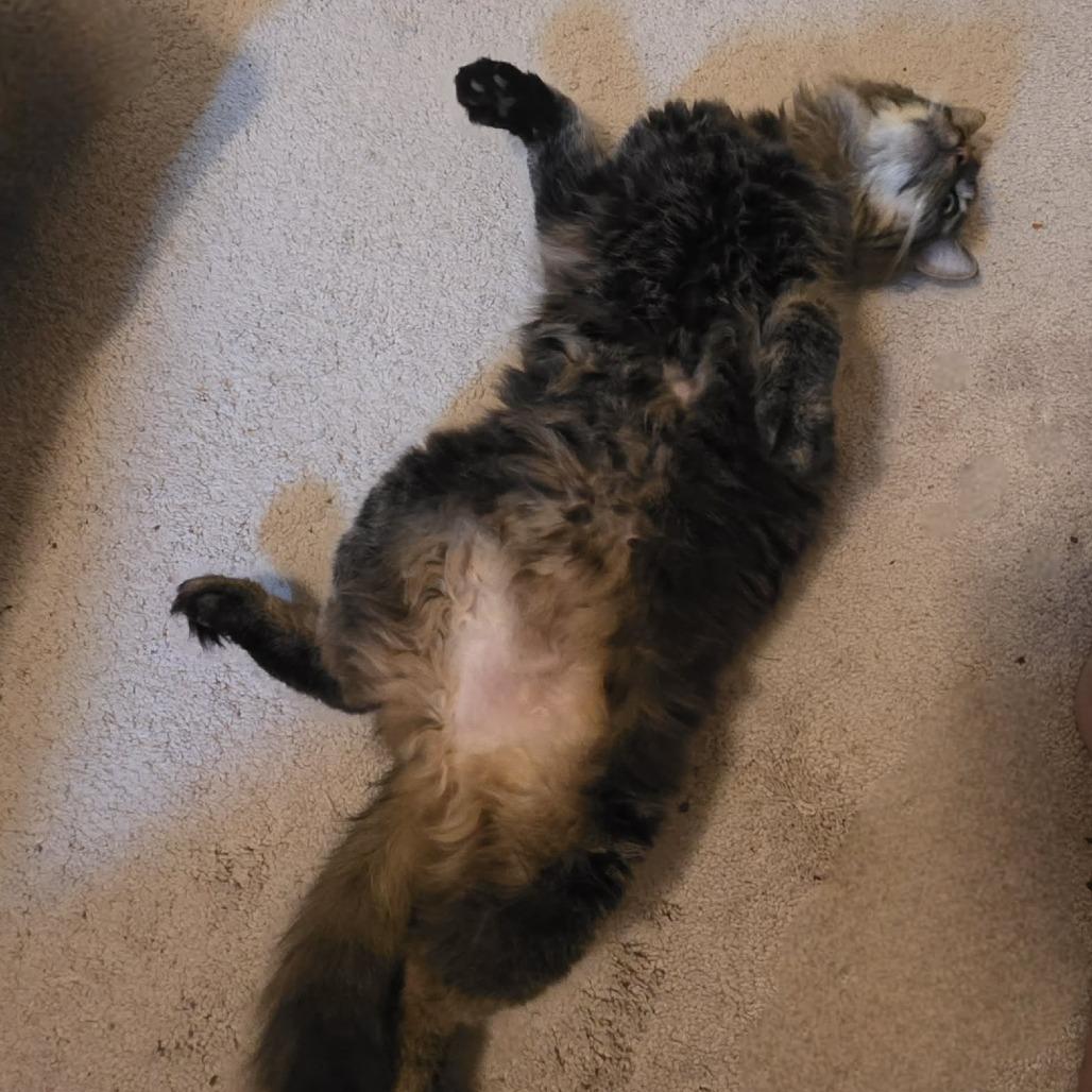 Enlarge Dumpling, a Adoptable Domestic Long Hair in Jarrettsville, MD image 1/6