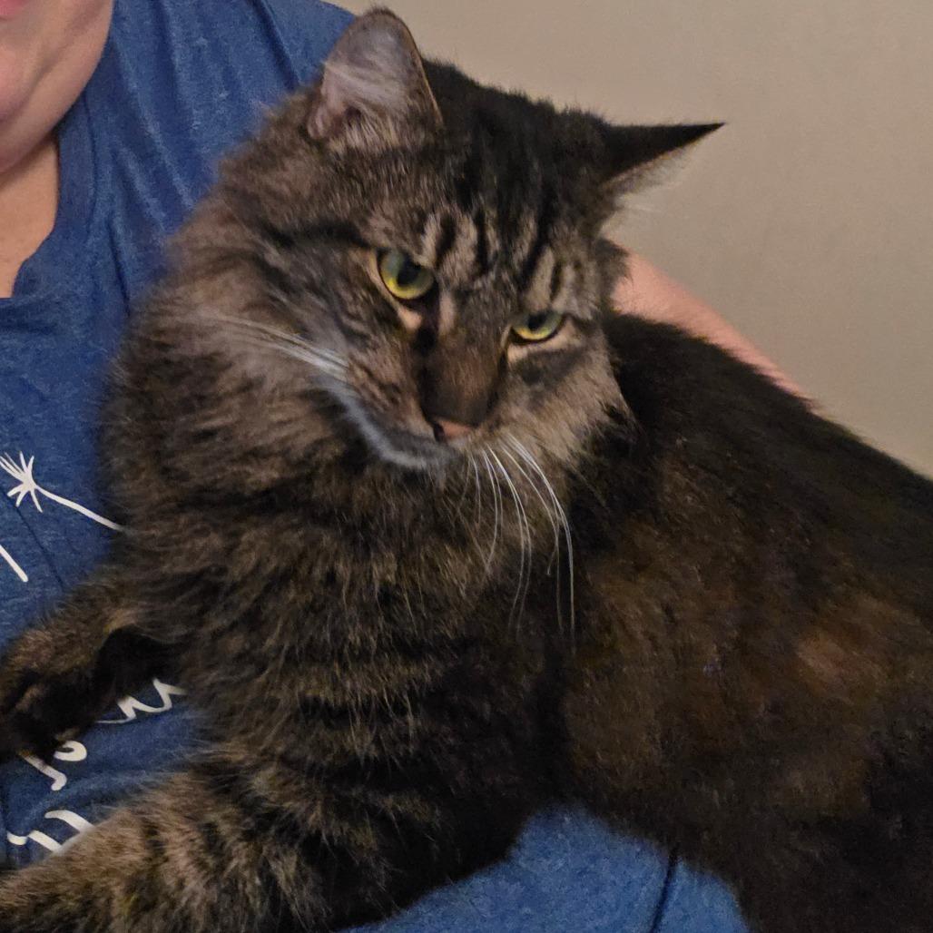 Enlarge Dumpling, a Adoptable Domestic Long Hair in Jarrettsville, MD image 2/6