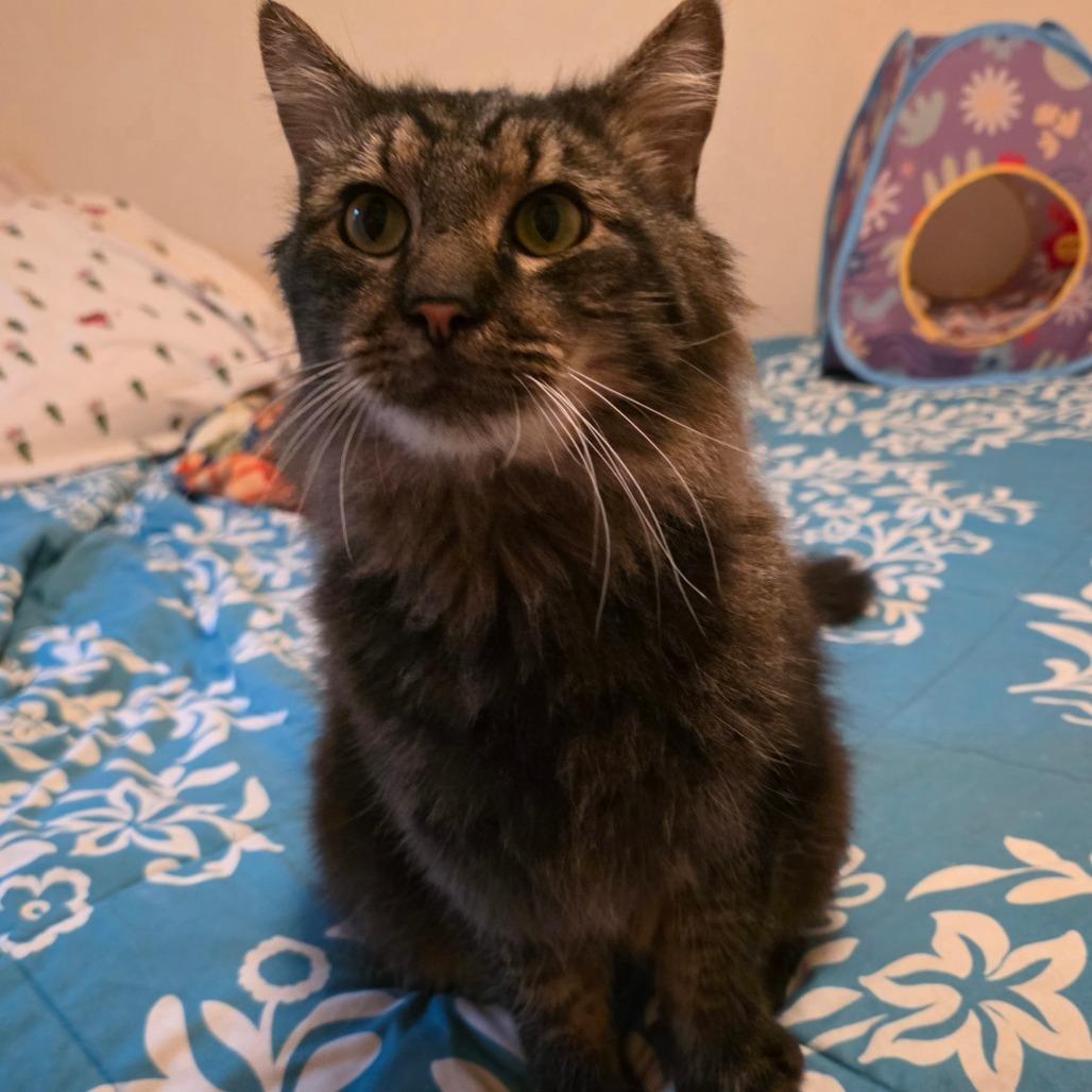Enlarge Dumpling, a Adoptable Domestic Long Hair in Jarrettsville, MD image 3/6