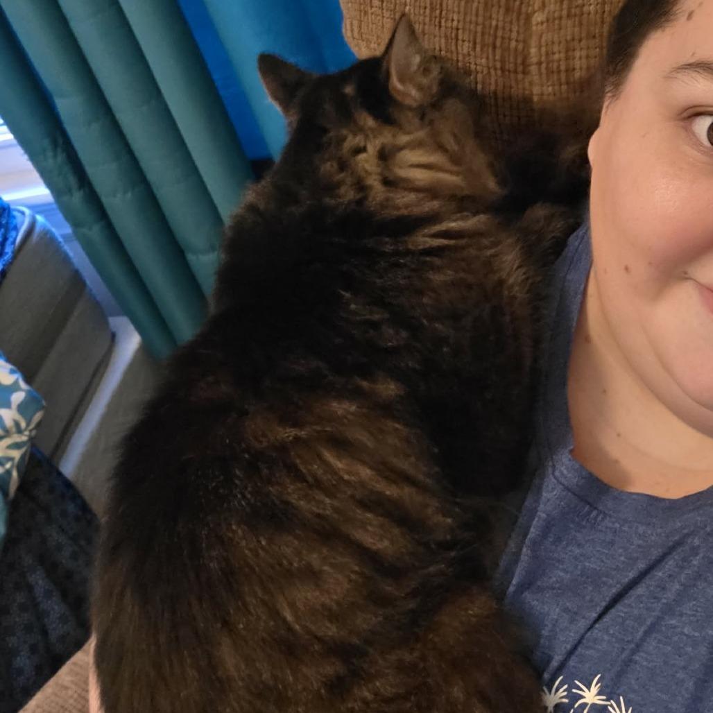 Enlarge Dumpling, a Adoptable Domestic Long Hair in Jarrettsville, MD image 4/6