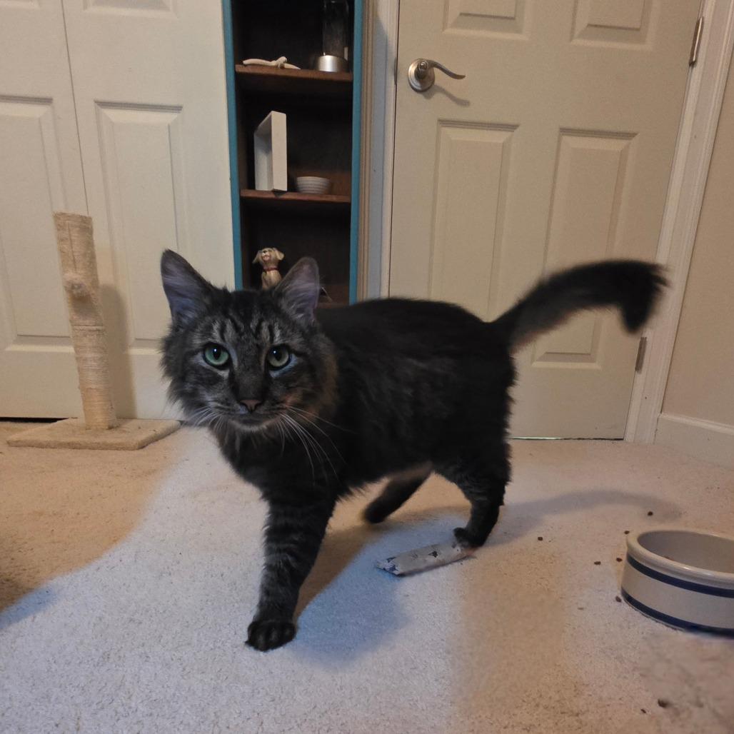 Enlarge Dumpling, a Adoptable Domestic Long Hair in Jarrettsville, MD image 5/6