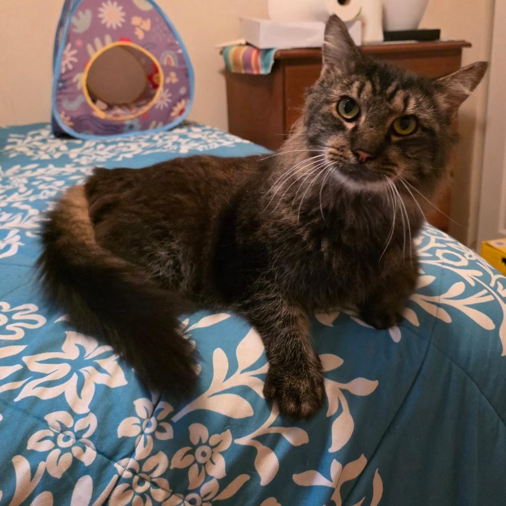 Enlarge Dumpling, a Adoptable Domestic Long Hair in Jarrettsville, MD image 6/6