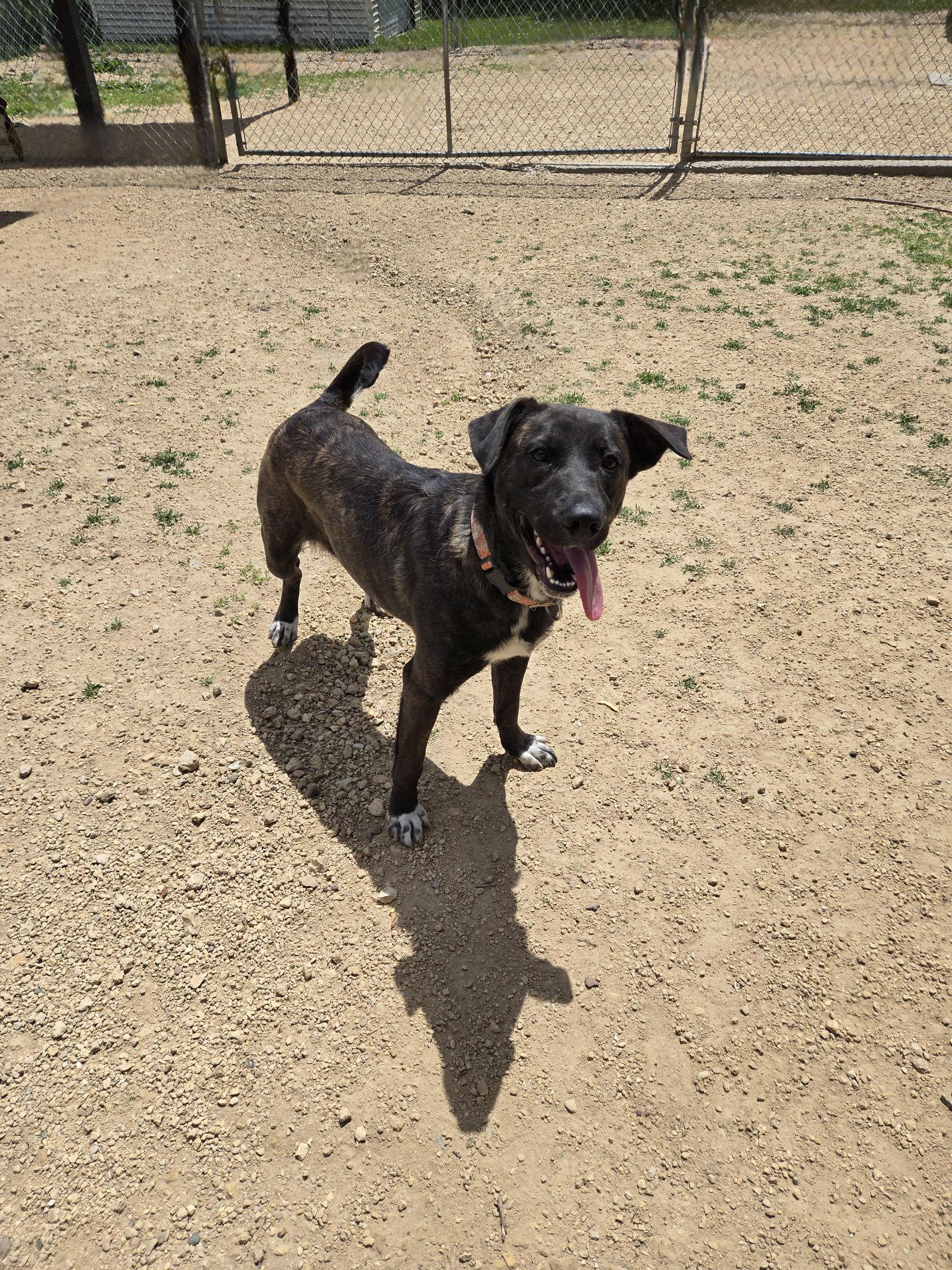 Lavender, Adopted, Adult Female Black Labrador Retriever.