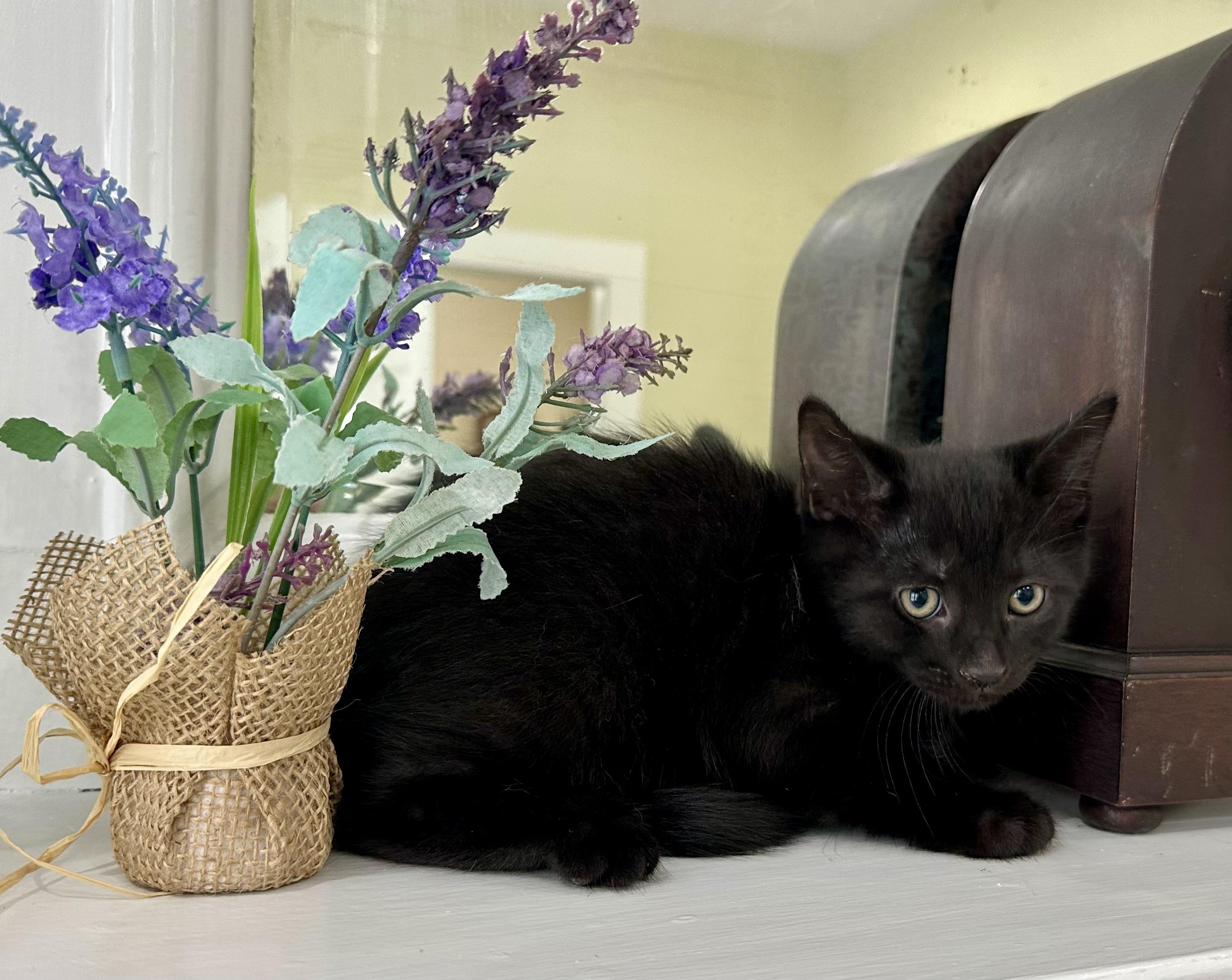 Silver, a ADOPTABLE mixed breed in Lawrenceville, GA image 3/4