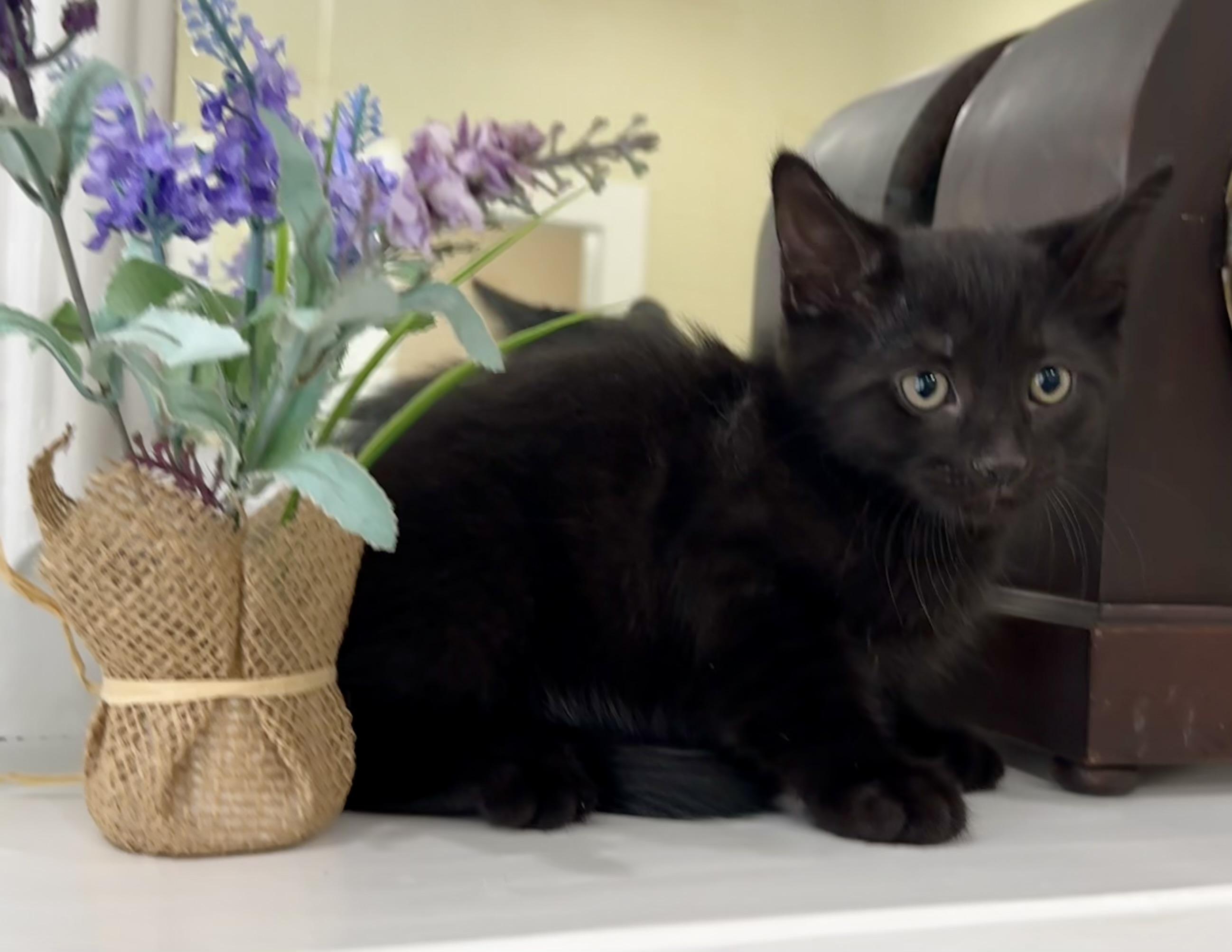 Silver, ADOPTABLE, Kitten Male Domestic Short Hair.