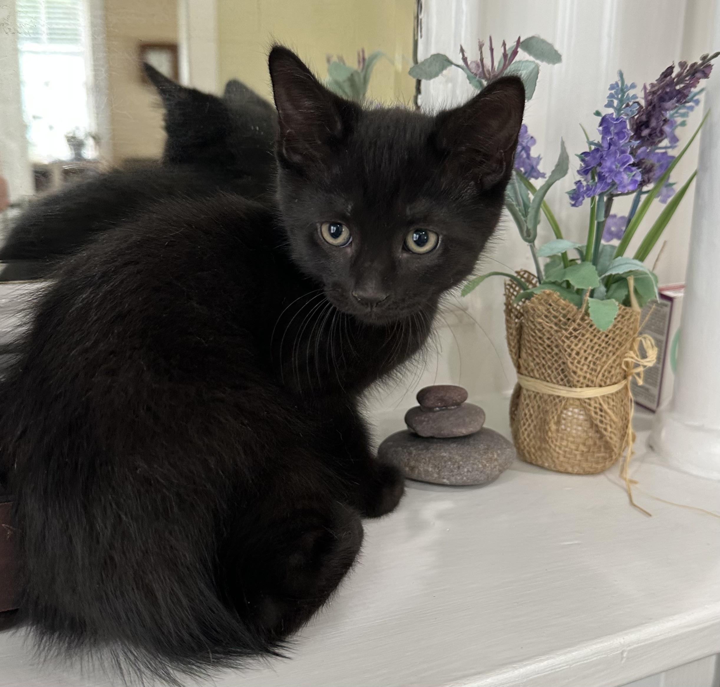 Silver, a ADOPTABLE mixed breed in Lawrenceville, GA image 2/4