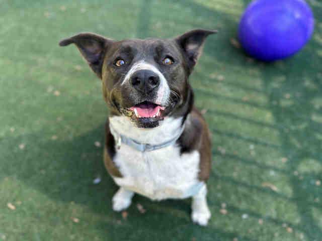 Enlarge SANDY, a Adoptable Pit Bull Terrier in Bonita, CA image 1/1