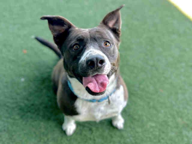 SANDY, Adoptable, Adult Female Pit Bull Terrier.