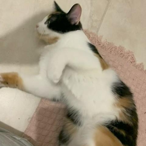 Enlarge Calypso, a Adoptable Domestic Short Hair in Pickering, ON image 3/3
