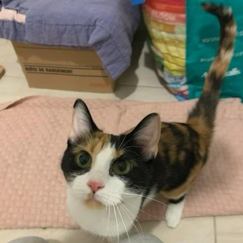 Enlarge Calypso, a Adoptable Domestic Short Hair in Pickering, ON image 2/3